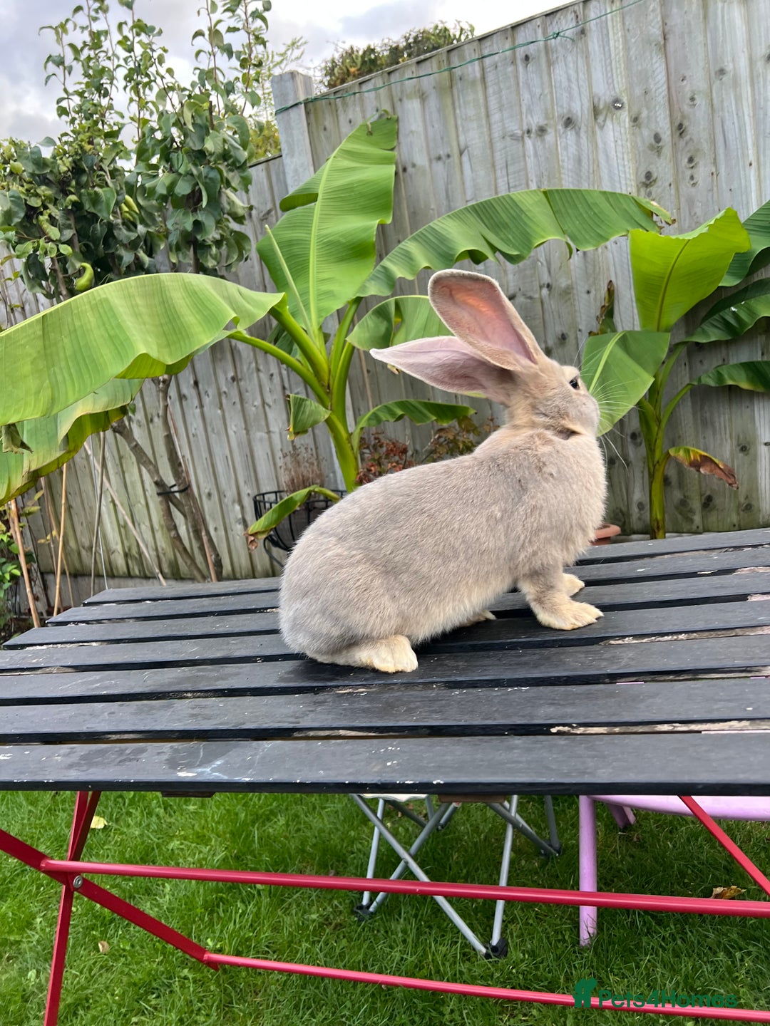 Continental Giant rabbits for sale: Continental Giants - Image 13