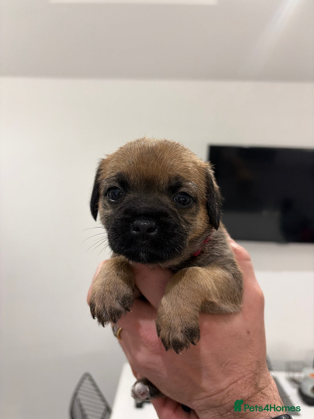 Border Terrier dogs for sale: Beautiful Border Terrier Puppies - Advert 6