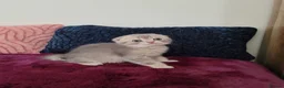 Scottish Fold cats for sale: Adorable Blue Golden Male Scottish Fold Kitten - Advert 8