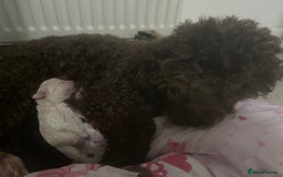 Cockapoo dogs for sale: Toy cockapoo - Advert 8