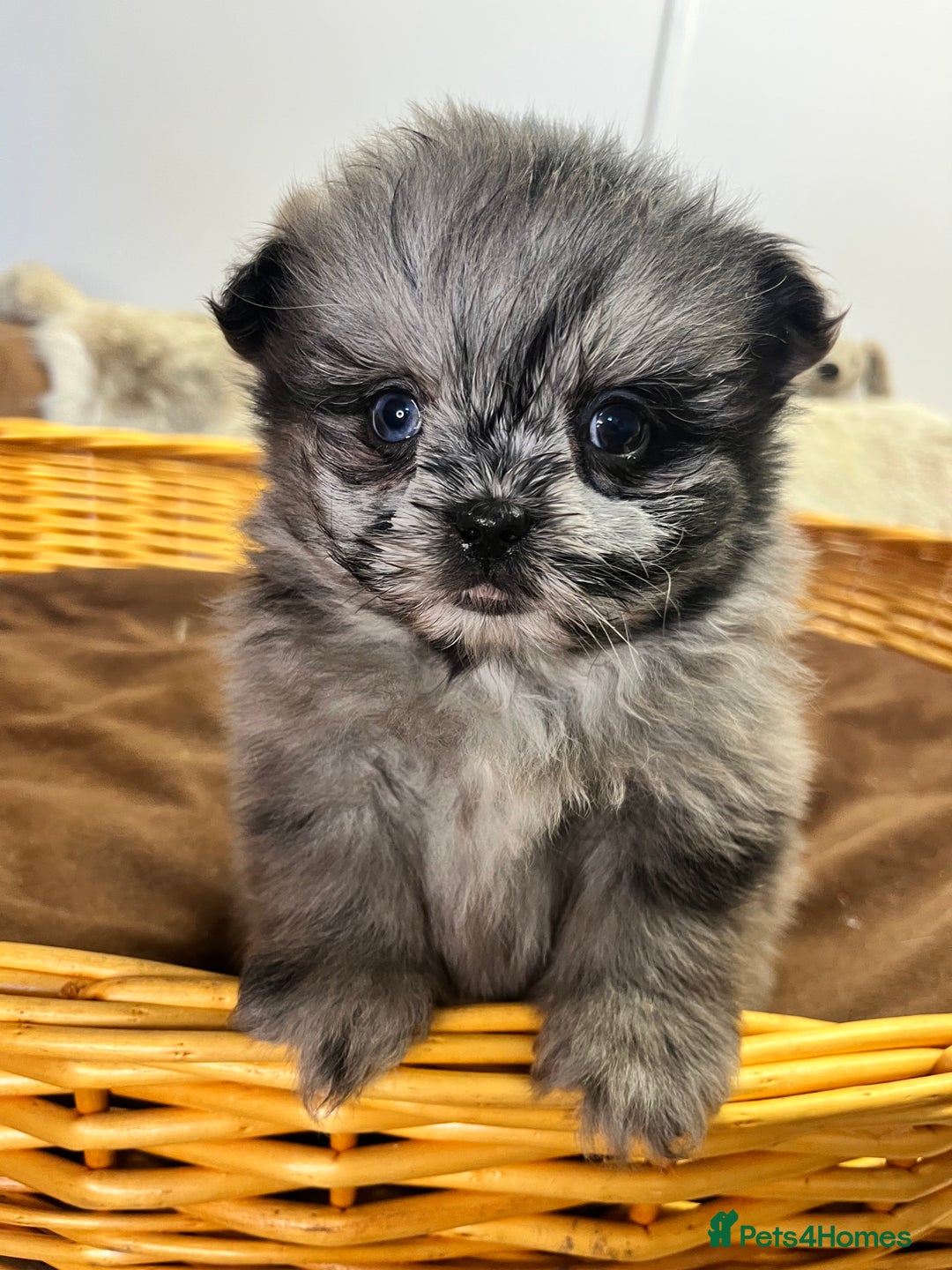 Mixed Breed dogs for sale: stunning fluffy Pomshi - Advert 9