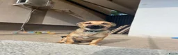 Mixed Breed dogs for adoption: Little Lucky is looking for a family 💙 - Advert 8
