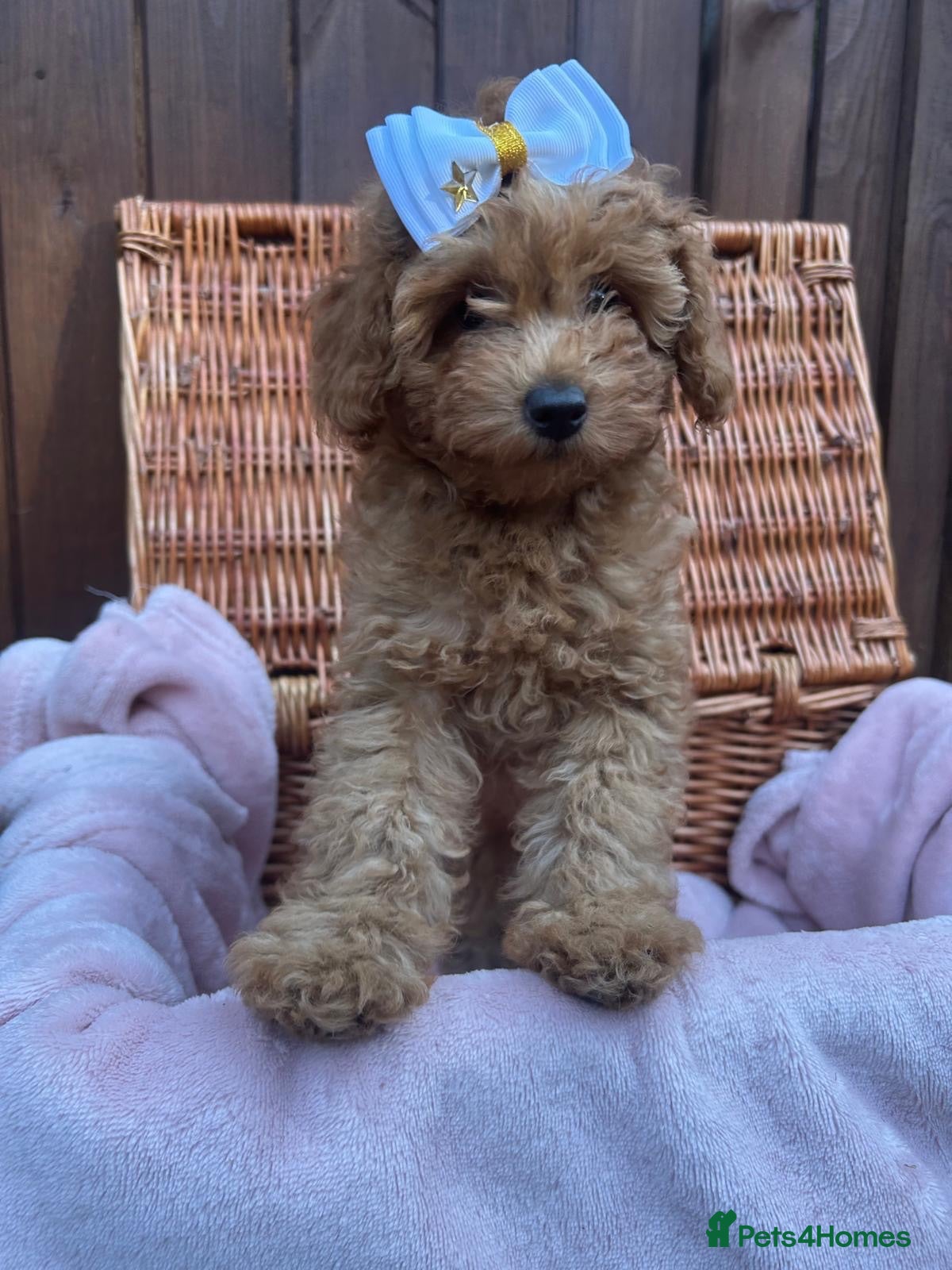 Poochon dogs Beautiful Red Poochon Girls ❤️ - Advert 1