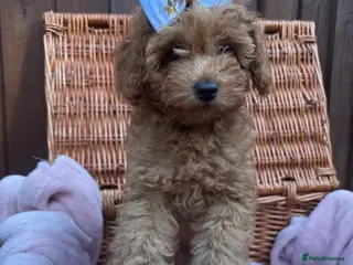 Poochon dogs Beautiful Red Poochon Girls ❤️ - Advert 1