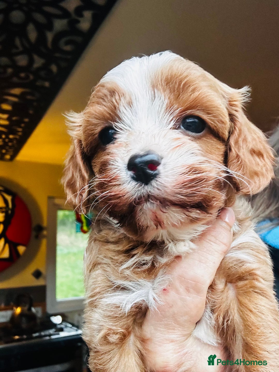 Cavapoo dogs for sale: Bright red not to curly f1 Cavapoo’s  - Advert 32