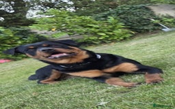 Rottweiler dogs for sale: A well Trained, One-Year-Old Female Rottweiler - Image 1