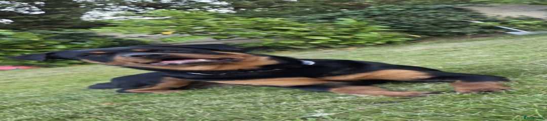 Rottweiler Puppy 2