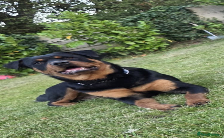 Rottweiler dogs - Advert 6