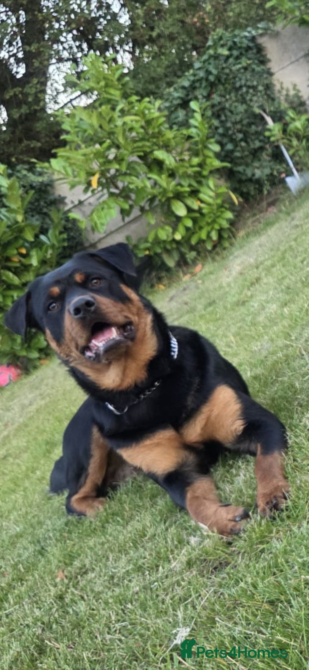 Rottweiler dogs for sale: A well Trained, One-Year-Old Female Rottweiler - Image 1