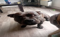 Mixed Breed dogs for sale: Pocket bully  - Image 2