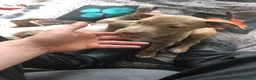 Mixed Breed dogs for sale: Staffy x  - Advert 3