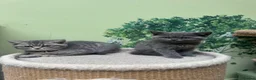 Scottish Fold cats for sale: Ready for rehoming! Registered Scottish striaghts  - Advert 6
