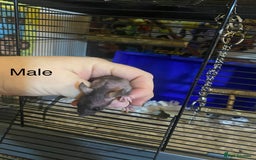 Rat rodents for sale: Baby Rats Male & Female - Image 7