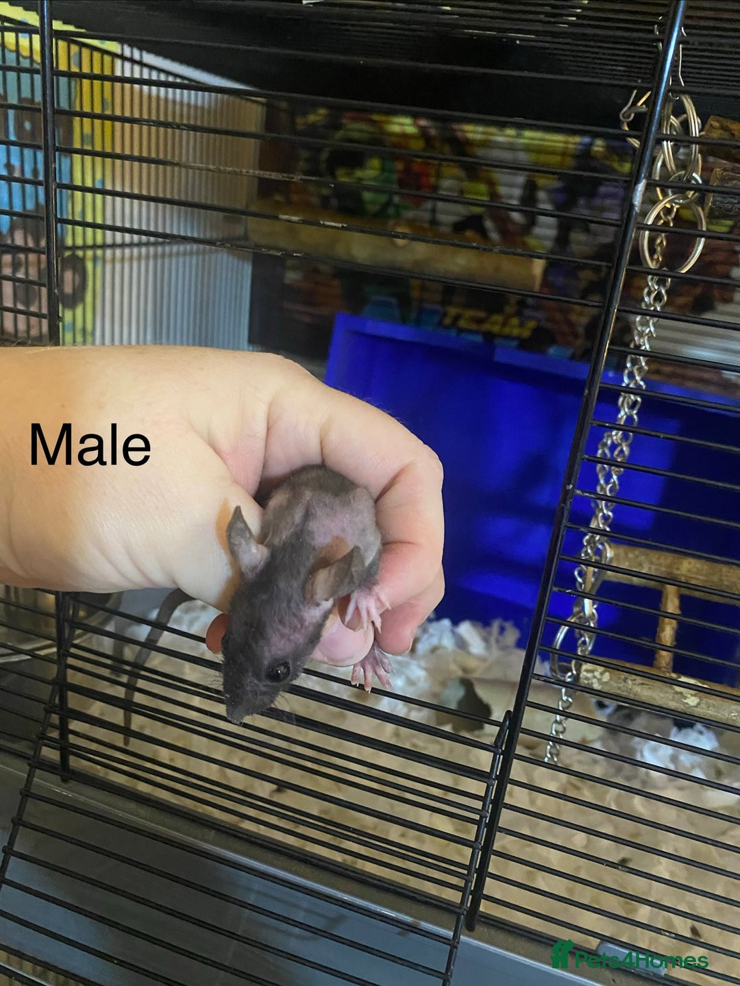 Rat rodents for sale: Baby Rats Male & Female - Image 7