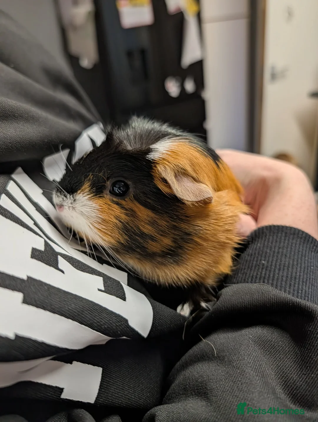 Guinea Pig rodents for sale: 2 female Guinea pigs with set up  - Advert 4