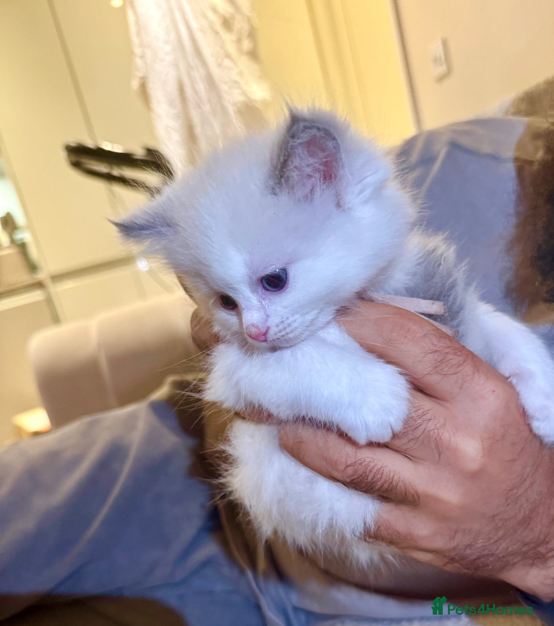Ragdoll cats for sale: Beautiful affectionate pedigree ragdoll kittens 💙 - Advert 5