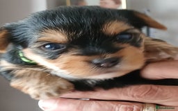 Yorkshire Terrier dogs for sale: Yorkshire Terrier Puppies 3 Boys 1 Girl - Image 3