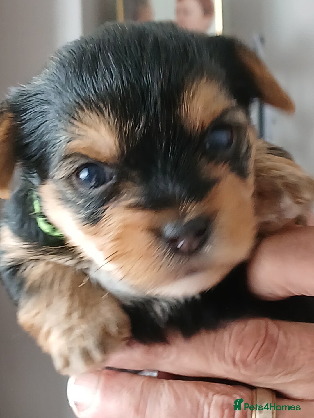 Yorkshire Terrier dogs for sale: Yorkshire Terrier Puppies 3 Boys 1 Girl - Image 3