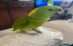 Parrots birds for sale: Yellow fronted Amazon. Urgent sale. Owner in care - Image 3
