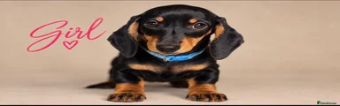 Dachshund 5
