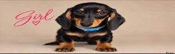 Dachshund dogs for sale: PRA-Clear Miniature Dachshund Puppies ready to go - Advert 11