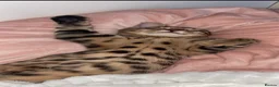 Bengal cats for sale: Male Bengal Cat -Kairo  - Advert 5