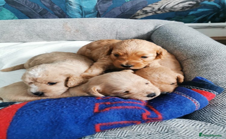 Cockapoo dogs - Advert 11