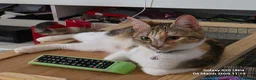 Mixed Breed cats for sale: Beautiful female cat  - Advert 2