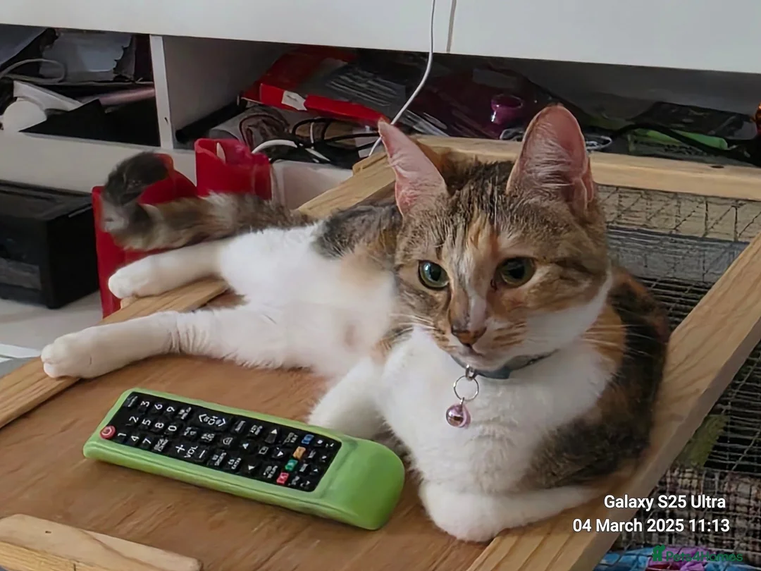 Mixed Breed cats for sale: Beautiful female cat  - Advert 2