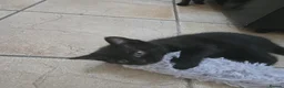 Mixed Breed cats for sale: Cute Fluffy Black Kittens Looking for Homes 🐈‍⬛🖤 - Advert 13