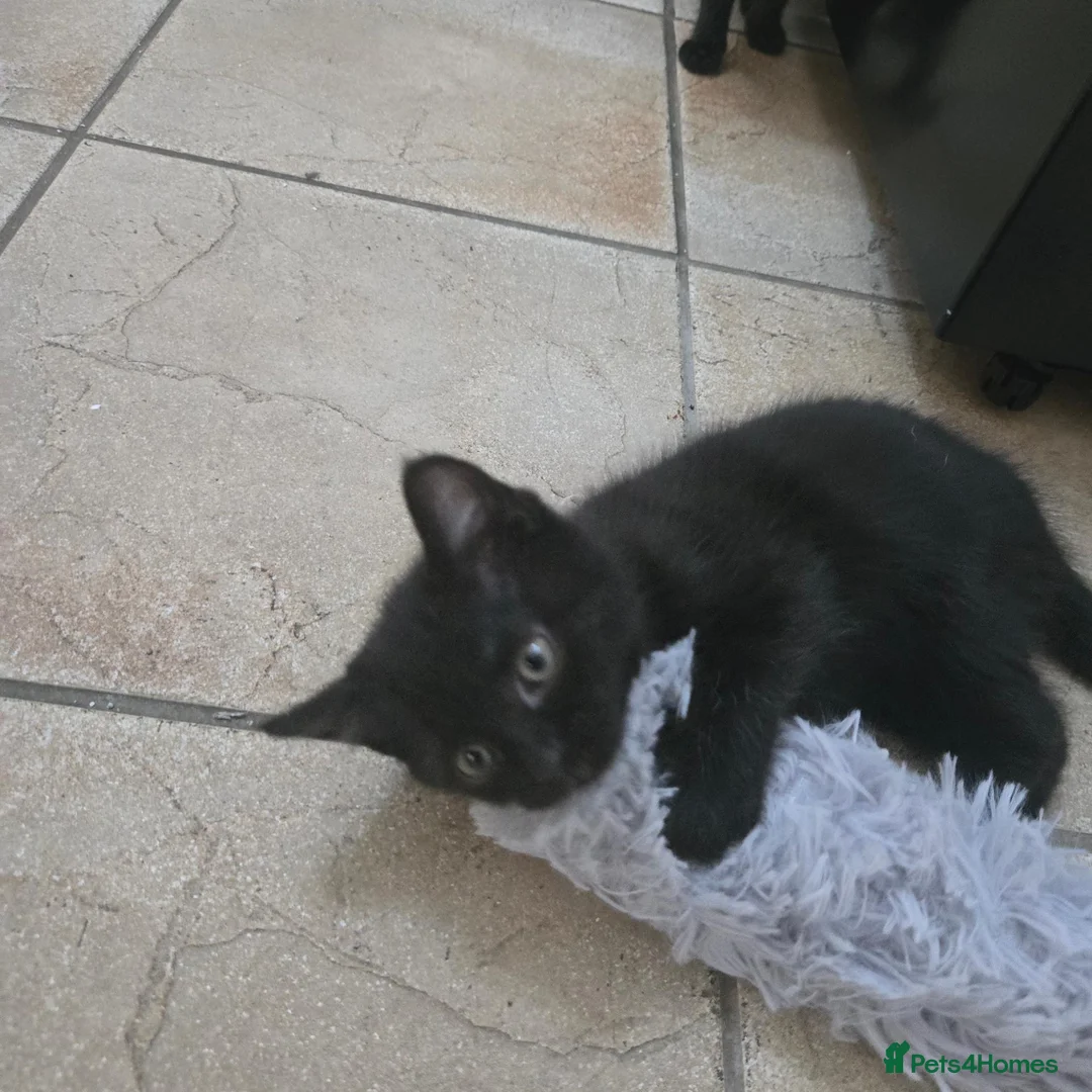 Mixed Breed cats for sale: Cute Fluffy Black Kittens Looking for Homes 🐈‍⬛🖤 - Advert 13