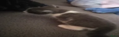 Fluffy grey and white kitten