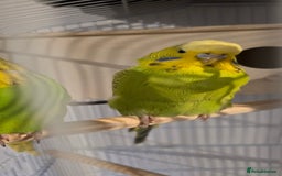 Budgerigars birds for sale: Pair of beautiful budgies  - Advert 3