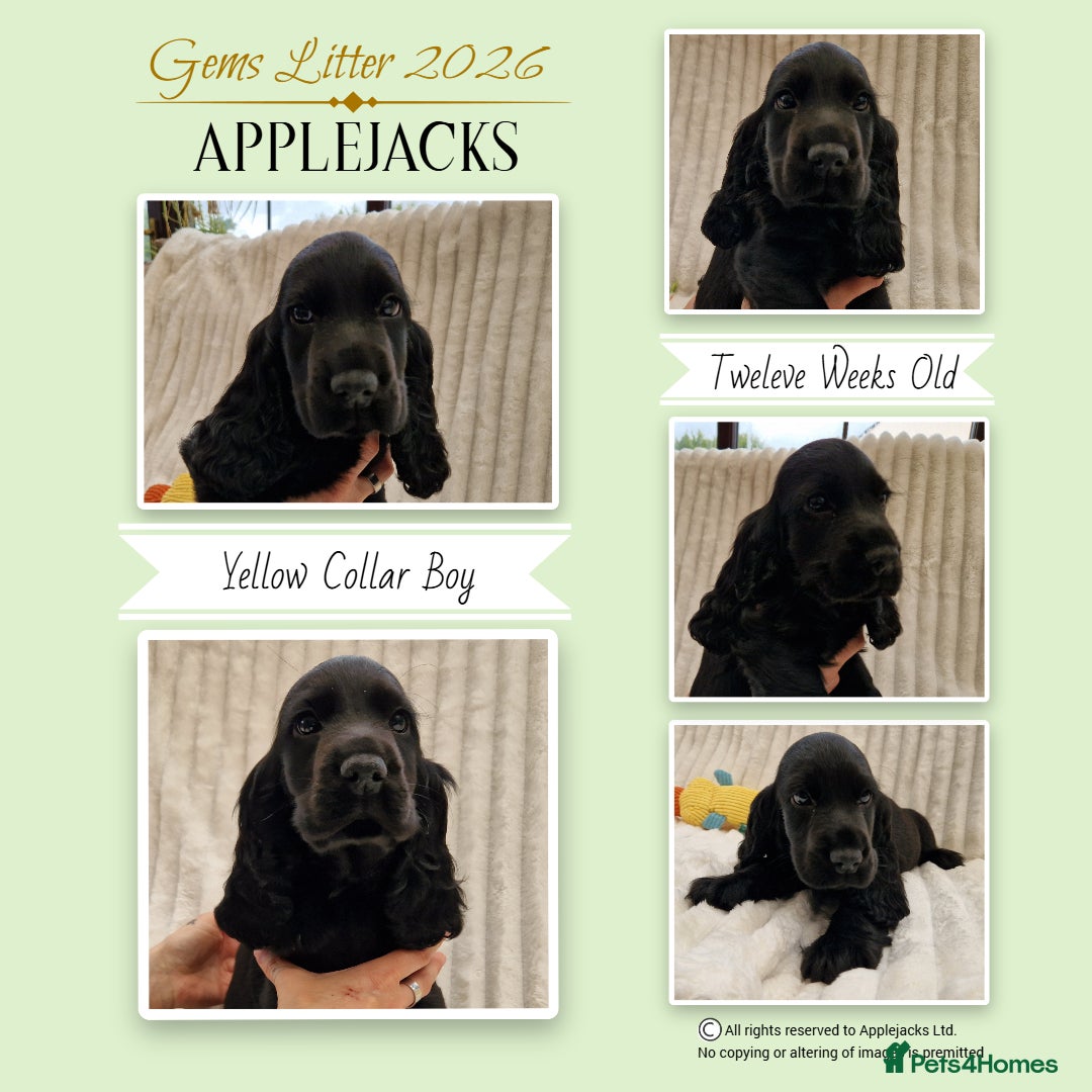 Cocker Spaniel dogs Pedigree Show Cocker Spaniel puppies available - Advert 6