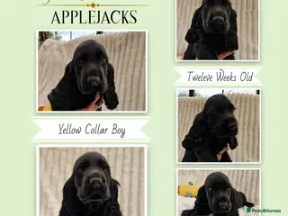 Cocker Spaniel dogs Pedigree Show Cocker Spaniel puppies available - Advert 6