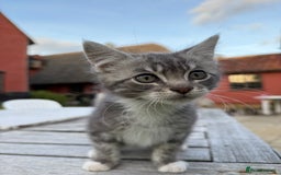 British Shorthair cats for sale: Adorable kittens looking for home  - Image 5