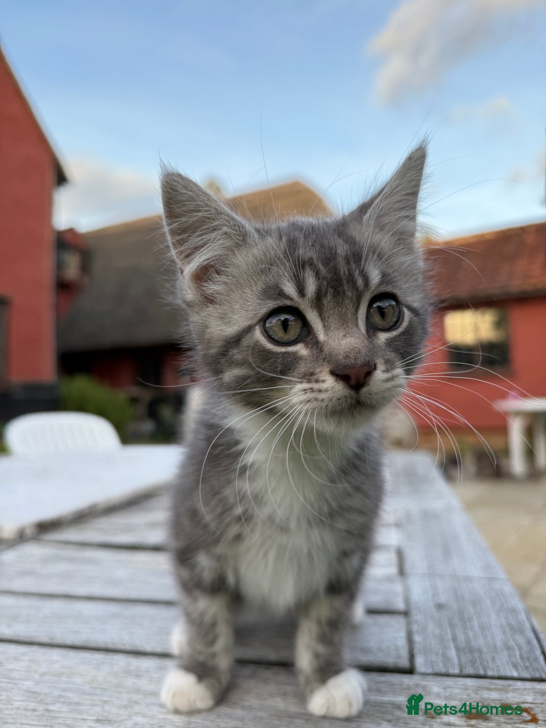 British Shorthair cats for sale: Adorable kittens looking for home  - Image 5