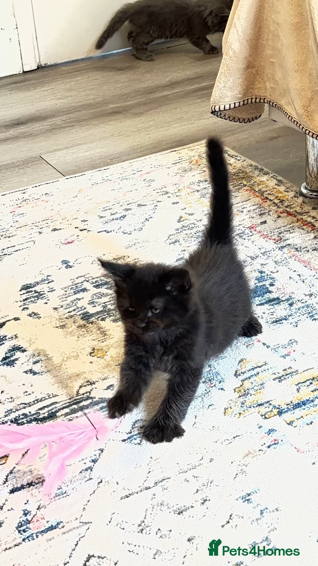 Maine Coon cats for sale:     Stunning Purebred Maine Coon Kitten - Advert 2