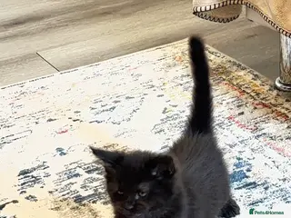 Maine Coon cats Stunning Purebred Maine Coon Kitten - Advert 14