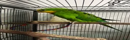 Parrots birds for sale: Superb parrot pair male and female  in Luton - Advert 7