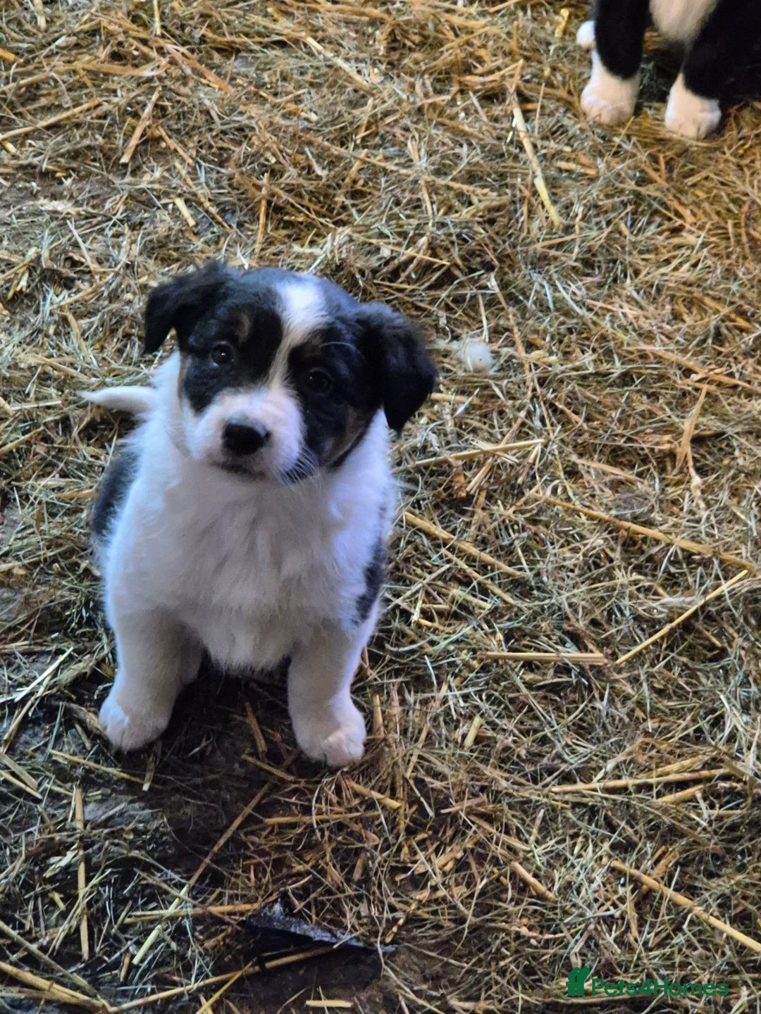 Border Collie dogs for sale: Border Collie Pups - Advert 7