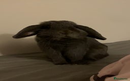 Mini Lop rabbits for sale: Rabbit Mini Lop - Image 2