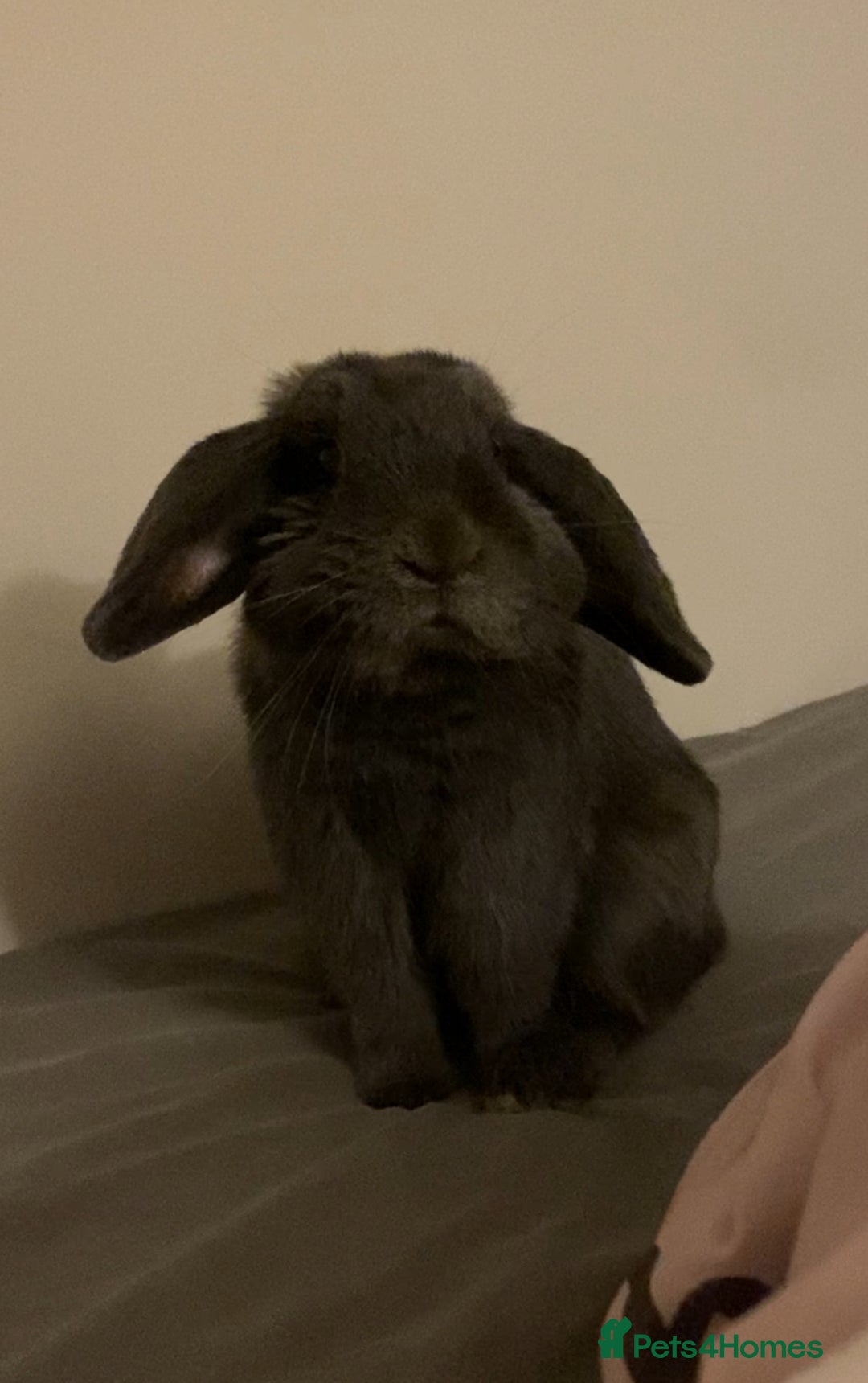 Mini Lop rabbits for sale: Rabbit Mini Lop - Image 2