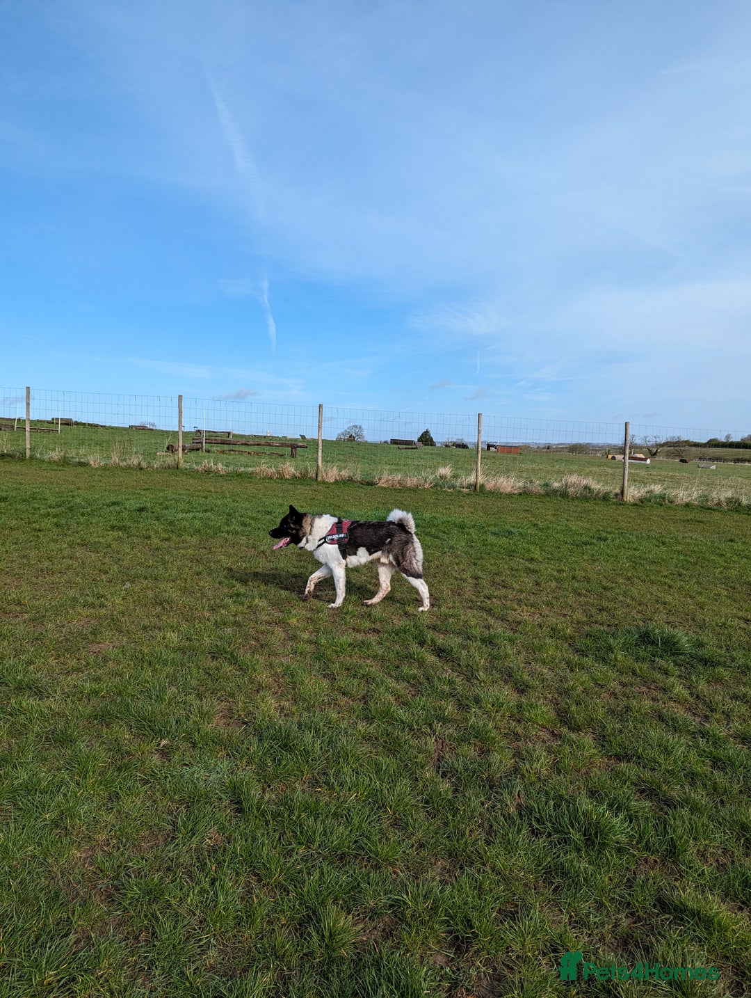 Akita dogs for sale: Zeus looking for his forever home - Advert 12