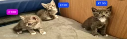 Mixed Breed cats for sale: Beautiful Mix Breed Kittens - Advert 16