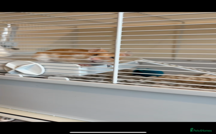 Hamster rodents - Advert 3