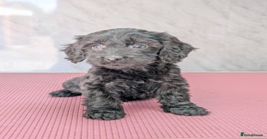 Cockapoo dogs - Advert 4