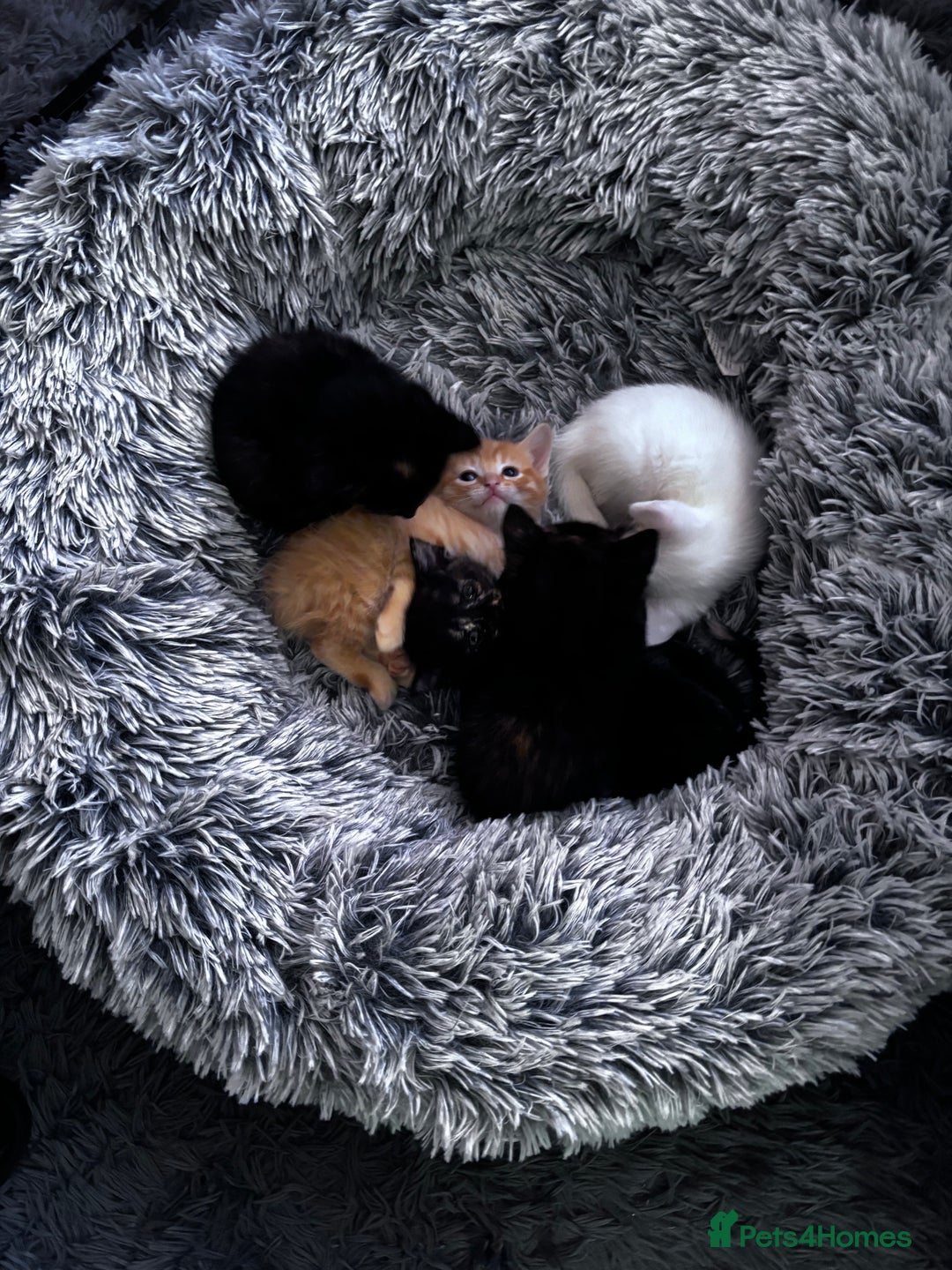 Domestic Shorthair cats for sale: Kittens for sale  - Image 1