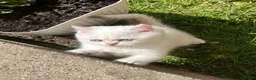British Shorthair cats for sale: Purrista BSH kittens - Advert 10