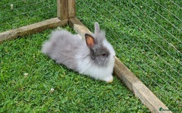 Lionhead rabbits for sale: READY NOW! Beautiful Baby Lionhead Bunnies - Image 11